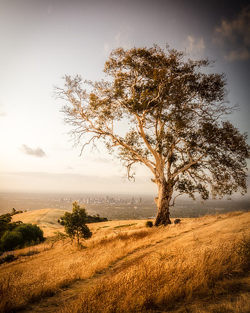 Mt Osmond Walking Trail