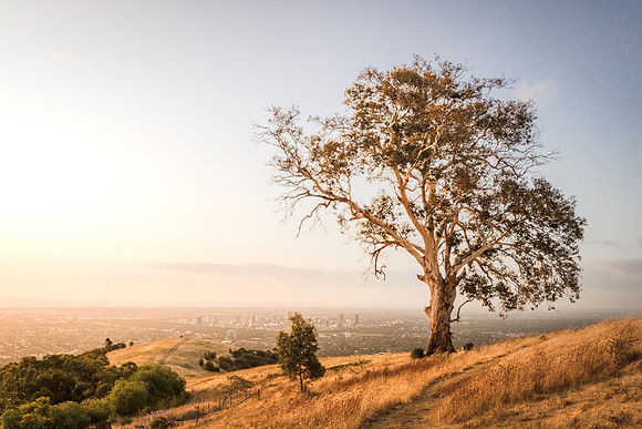 Mt Osmond Walking Trail